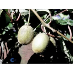 Kiwi 'Boskoop' Actinidia Chinensis 'Boskoop' (Hunplante) Potte 2,0 Liter,- Opbundet -Tilbud Lys Haven Butik fi5615 actinidia chinensis boskoop b258