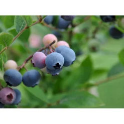 Storfrugtet Blåbær 'Patriot' Vaccinium Corymbosum 'Patriot' Potte 3,0 Liter,- Opbundet -Tilbud Lys Haven Butik fi581 vaccinium corymbosum patriot f579