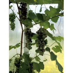 Vin 'Vanessa' Vitis Vinifera 'Vanessa' Potte 3,0 Liter,- Opbundet 80-100 Cm. -Tilbud Lys Haven Butik fi643 vitis vinifera vanessa 9400
