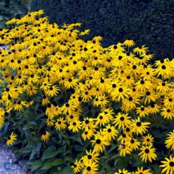 Stor Solhat Rudbeckia Maxima 1 Liter Potte -Tilbud Lys Haven Butik fi6481 rudbeckia maxima 6b20