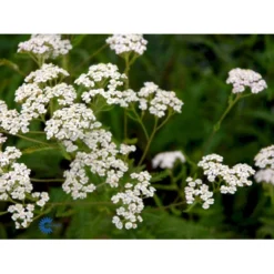 Almindelig Røllike Achillea Millefolium 1 Liter Potte -Tilbud Lys Haven Butik fi6632 achillea millefolium a900