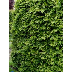Avnbøg Carpinus Betulus Heister 175-200 Cm. Med Potte -Tilbud Lys Haven Butik fi841 carpinus betulus 71e7