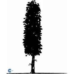 Avnbøg Carpinus Betulus Heister 175-200 Cm. Med Potte -Tilbud Lys Haven Butik fi841 carpinus betulus e505