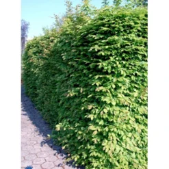 Avnbøg Carpinus Betulus Heister 175-200 Cm. Med Potte -Tilbud Lys Haven Butik fi841 carpinus betulus e775