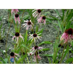 Purpursolhat Echinacea Pallida 1 Liter Potte -Tilbud Lys Haven Butik fi8551 echinacea pallida f8b8