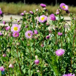 Bakkestjerne 'Rosa Juwel' Erigeron Hybrid 'Rosa Juwel' 1 Liter Potte -Tilbud Lys Haven Butik fi8635 erigeron rosa juwel 2c25