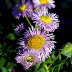 Bakkestjerne 'Rosa Juwel' Erigeron Hybrid 'Rosa Juwel' 1 Liter Potte -Tilbud Lys Haven Butik fi8635 erigeron rosa juwel 348b
