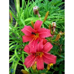 Daglilje 'Pink Damask' Hemerocallis 'Pink Damask' Potte 2 Liter. -Tilbud Lys Haven Butik fi9452 hemerocallis pink damask 1632