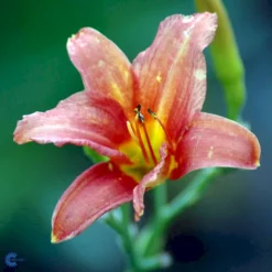Daglilje 'Pink Damask' Hemerocallis 'Pink Damask' Potte 2 Liter. -Tilbud Lys Haven Butik fi9452 hemerocallis pink damask 795c