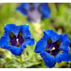 Trompet Ensian Gentiana Acaulis 10 Cm. Potte -Tilbud Lys Haven Butik mi1028 gentiana acaulis 117a
