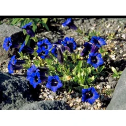 Trompet Ensian Gentiana Acaulis 10 Cm. Potte -Tilbud Lys Haven Butik mi1028 gentiana acaulis f1d5