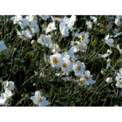 Høstanemone 'Honorine Jobert' Anemone Japonica 'Honorine Jobert' 1 Liter Potte -Tilbud Lys Haven Butik mi10365 anemone x hybrida honorine jobert 534f