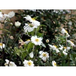 Høstanemone 'Honorine Jobert' Anemone Japonica 'Honorine Jobert' 1 Liter Potte -Tilbud Lys Haven Butik mi10365 anemone x hybrida honorine jobert 8486