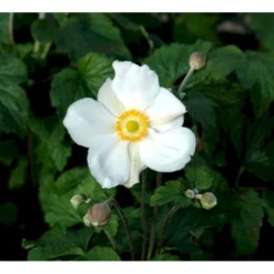 Høstanemone 'Honorine Jobert' Anemone Japonica 'Honorine Jobert' 1 Liter Potte -Tilbud Lys Haven Butik mi10365 anemone x hybrida honorine jobert db16