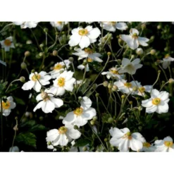 Høstanemone 'Honorine Jobert' Anemone Japonica 'Honorine Jobert' 1 Liter Potte -Tilbud Lys Haven Butik mi10365 anemone x hybrida honorine jobert f818