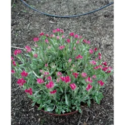 Kattefod 'Rubra' Antennaria Dioca 'Rubra' 10 Cm. Potte -Tilbud Lys Haven Butik mi10384 antennaria dioica rubra 45a5