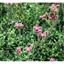 Kattefod 'Rubra' Antennaria Dioca 'Rubra' 10 Cm. Potte -Tilbud Lys Haven Butik mi10384 antennaria dioica rubra 6847