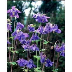 Alpeakeleje Aquilegia Alpina 1 Liter Potte -Tilbud Lys Haven Butik mi10412 aquilegia alpina 838c