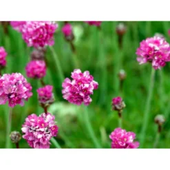 Engelsk Græs 'Düsseldorfer Stolz' Armeria Martima 'Düsseldorfter Stoltz' 10 Cm. Potte -Tilbud Lys Haven Butik mi10487 armeria maritima duesseldorfer stolz 11e2