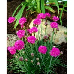 Engelsk Græs 'Düsseldorfer Stolz' Armeria Martima 'Düsseldorfter Stoltz' 10 Cm. Potte -Tilbud Lys Haven Butik mi10487 armeria maritima duesseldorfer stolz 53c7
