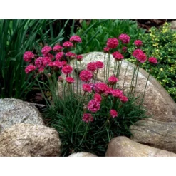 Engelsk Græs 'Düsseldorfer Stolz' Armeria Martima 'Düsseldorfter Stoltz' 10 Cm. Potte -Tilbud Lys Haven Butik mi10487 armeria maritima duesseldorfer stolz ce22