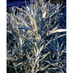 Opret Sølvbynke Artemisia Ludovioiana 'Silver Queen' 1 Liter Potte -Tilbud Lys Haven Butik mi10509 artemisia ludoviciana silver queen 9c96