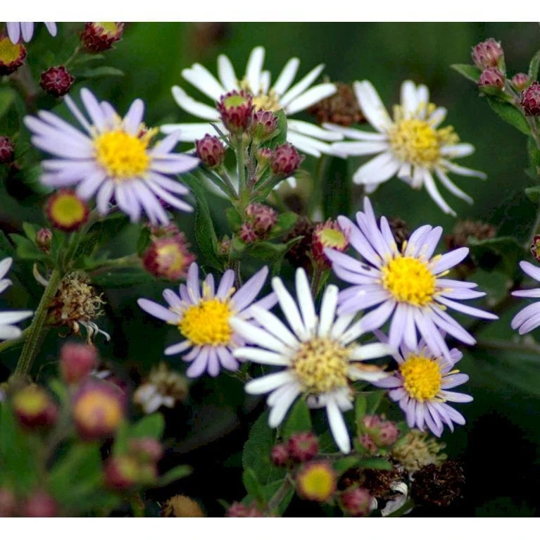 Japansk Asters 'Asran' Aster Ageratoides 'Asran' 1 Liter Potte 1 Japansk Asters 'Asran' Aster Ageratoides 'Asran' 1 Liter Potte