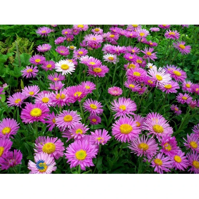 Alpeasters Aster Alpinus 1 Liter Potte 1 Alpeasters Aster Alpinus 1 Liter Potte