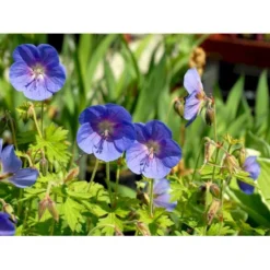 Himalaya-Storkenæb 'Gravetye' Geranium Himalayense 'Gravetye' 1 Liter Potte 11 Himalaya-Storkenæb 'Gravetye' Geranium Himalayense 'Gravetye' 1 Liter Potte -Tilbud Lys Haven Butik mi1057 geranium himalayense gravetye 241d