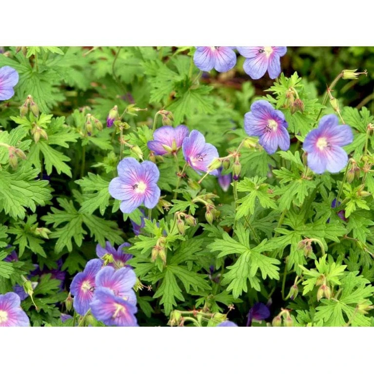 Himalaya-Storkenæb 'Gravetye' Geranium Himalayense 'Gravetye' 1 Liter Potte 7 Himalaya-Storkenæb 'Gravetye' Geranium Himalayense 'Gravetye' 1 Liter Potte - Billede 7