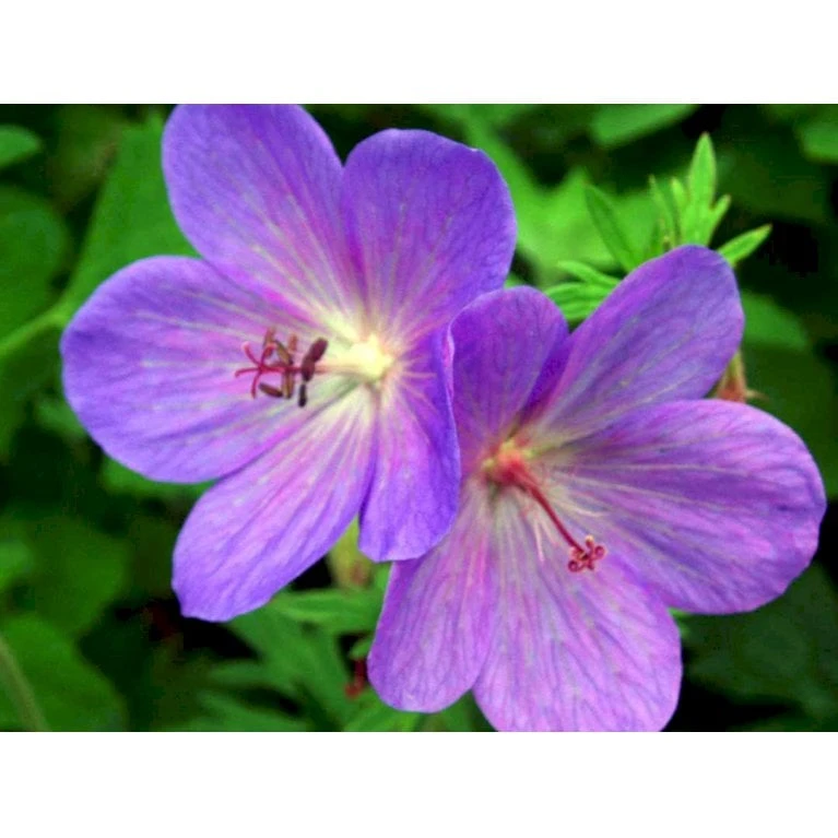 Himalaya-Storkenæb 'Gravetye' Geranium Himalayense 'Gravetye' 1 Liter Potte 4 Himalaya-Storkenæb 'Gravetye' Geranium Himalayense 'Gravetye' 1 Liter Potte - Billede 4