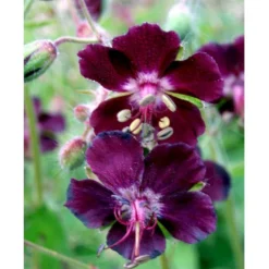 Bølgekronet Storkenæb Geranium Phaeum 1 Liter Potte