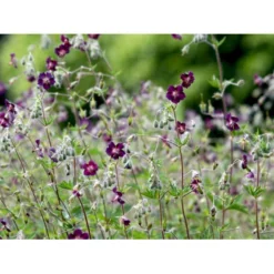 Bølgekronet Storkenæb Geranium Phaeum 1 Liter Potte -Tilbud Lys Haven Butik mi1060 geranium phaeum 4e43