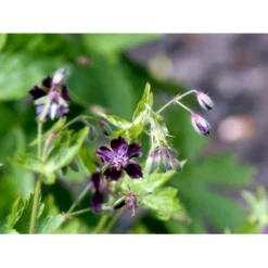 Bølgekronet Storkenæb Geranium Phaeum 1 Liter Potte -Tilbud Lys Haven Butik mi1060 geranium phaeum b229