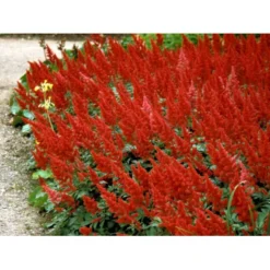 Astilbe 'Fanal' Astilbe Arendsii-hybrid 'Fanal' 1 Liter Potte 9 Astilbe 'Fanal' Astilbe Arendsii-hybrid 'Fanal' 1 Liter Potte -Tilbud Lys Haven Butik mi10667 astilbe arendsii fanal 4b87