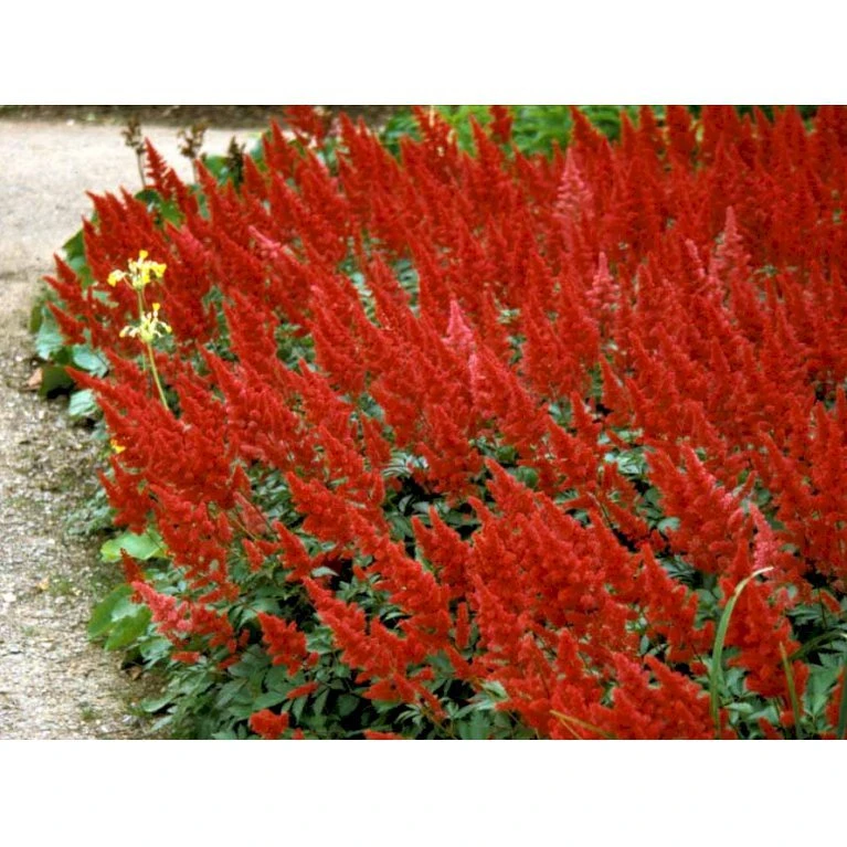 Astilbe 'Fanal' Astilbe Arendsii-hybrid 'Fanal' 1 Liter Potte 5 Astilbe 'Fanal' Astilbe Arendsii-hybrid 'Fanal' 1 Liter Potte - Billede 5