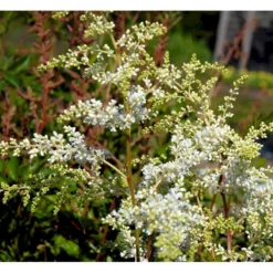Astilbe 'Brautschleir' Astilbe Arendsii 'brautschleir'' 1 Liter Potte -Tilbud Lys Haven Butik mi10669 astilbe brautschleier 9281
