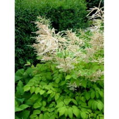 Astilbe 'Brautschleir' Astilbe Arendsii 'brautschleir'' 1 Liter Potte -Tilbud Lys Haven Butik mi10669 astilbe brautschleier a585
