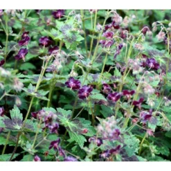 Bølgekronet Storkenæb 'Samobor' Geranium Phaeum 'Samobor' 1 Liter Potte