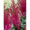 Astilbe 'Maggie Daley' Astilbe Hybrid 'Maggie Daley' 1 Liter Potte