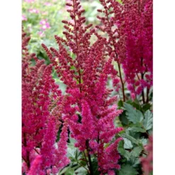 Astilbe 'Maggie Daley' Astilbe Hybrid 'Maggie Daley' 1 Liter Potte
