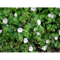 Blodrød Storkenæb 'Apfelblüte' Geranium Sanguineum 'Apfelblüte' 10 Cm. Potte -Tilbud Lys Haven Butik mi1073 geranium sanguineum apfelbluete 0dbd