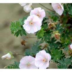 Blodrød Storkenæb 'Apfelblüte' Geranium Sanguineum 'Apfelblüte' 10 Cm. Potte -Tilbud Lys Haven Butik mi1073 geranium sanguineum apfelbluete d02a