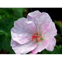 Blodrød Storkenæb 'Apfelblüte' Geranium Sanguineum 'Apfelblüte' 10 Cm. Potte -Tilbud Lys Haven Butik mi1073 geranium sanguineum apfelbluete d366