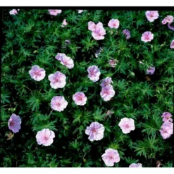 Blodrød Storkenæb 'Striatum' Geranium Sanguineum Var. Striatum 10 Cm. Potte -Tilbud Lys Haven Butik mi1081 geranium sanguineum var striatum 63af