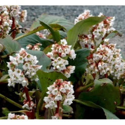 Kæmpestenbræk 'Bressingham White' Bergenia Cordifolia 'Bressingham White' 1 Liter Potte