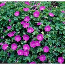 Blodrød Storkenæb 'Max Frei' Geranium Sanguineum 'Max Frei' 10 Cm. Potte -Tilbud Lys Haven Butik mi1083 geranium sanguineum max frei 0abe