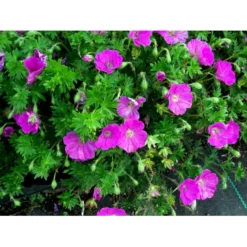 Blodrød Storkenæb 'Max Frei' Geranium Sanguineum 'Max Frei' 10 Cm. Potte -Tilbud Lys Haven Butik mi1083 geranium sanguineum max frei 8e96