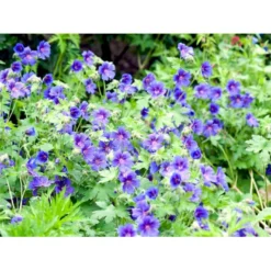 Skov Storkenæb 'Mayflower' Geranium Sylvaticum 'Mayflower' 1 Liter Potte -Tilbud Lys Haven Butik mi1084 geranium sylvaticum mayflower 6f78