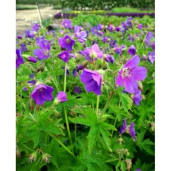 Skov Storkenæb 'Mayflower' Geranium Sylvaticum 'Mayflower' 1 Liter Potte -Tilbud Lys Haven Butik mi1084 geranium sylvaticum mayflower a287